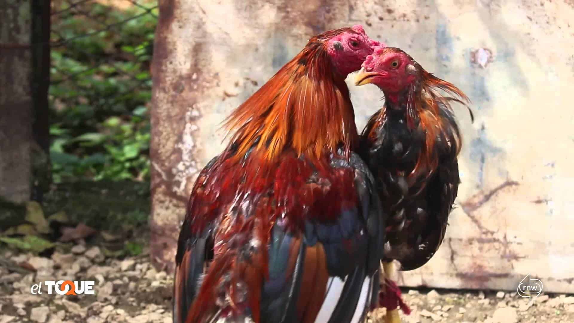 El polémico &#8220;arte&#8221; de criar gallos de peleas