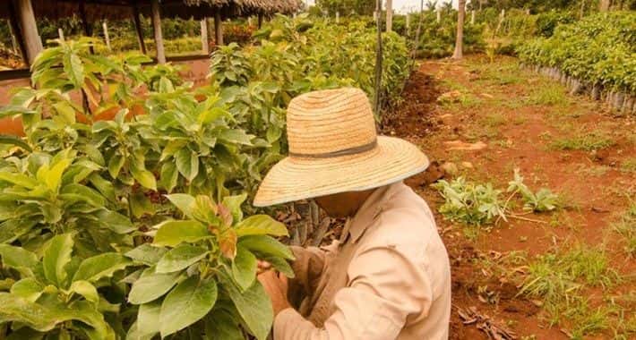 Agricultura en Las Tunas: Con lo justo