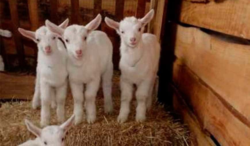 Dcabra: El hogar de las cabras más felices del mundo está junto al Lago Llanquihue