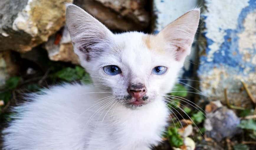 Antiespecismo: una discusión urgente