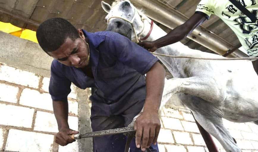 Feliz en las patas de los caballos