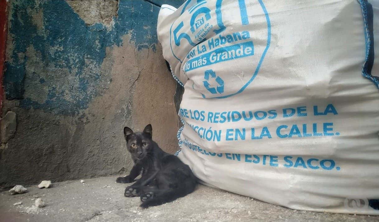 Caza y venta de gatos para el mercado informal, la historia de Dairon
