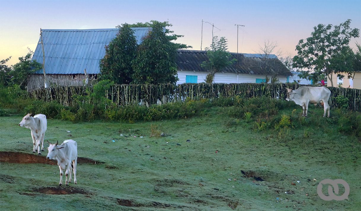 Producción de leche en Cuba: empujaron la vaca por el barranco