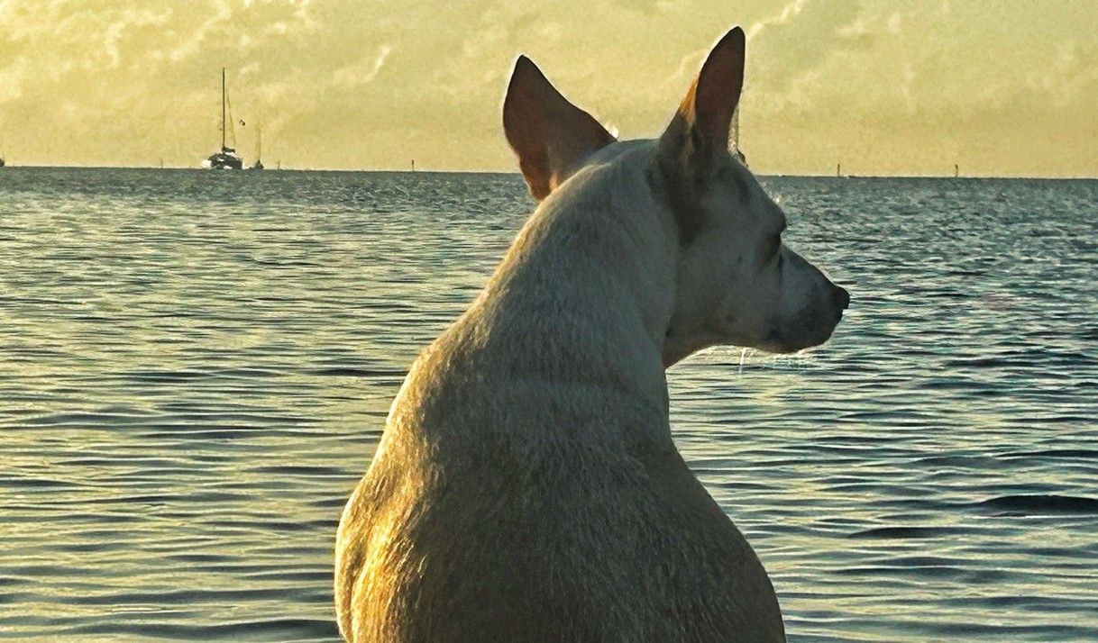 Lila: la perrita marinera que viaja por el mundo sin collar (+Narración)
