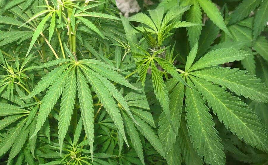 Hojas de la planta Cannabis (Marihuana). Foto: https://www.semillaslowcost.com/