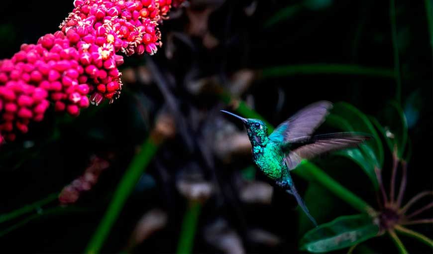 naturaleza circundante durante la cuarentena