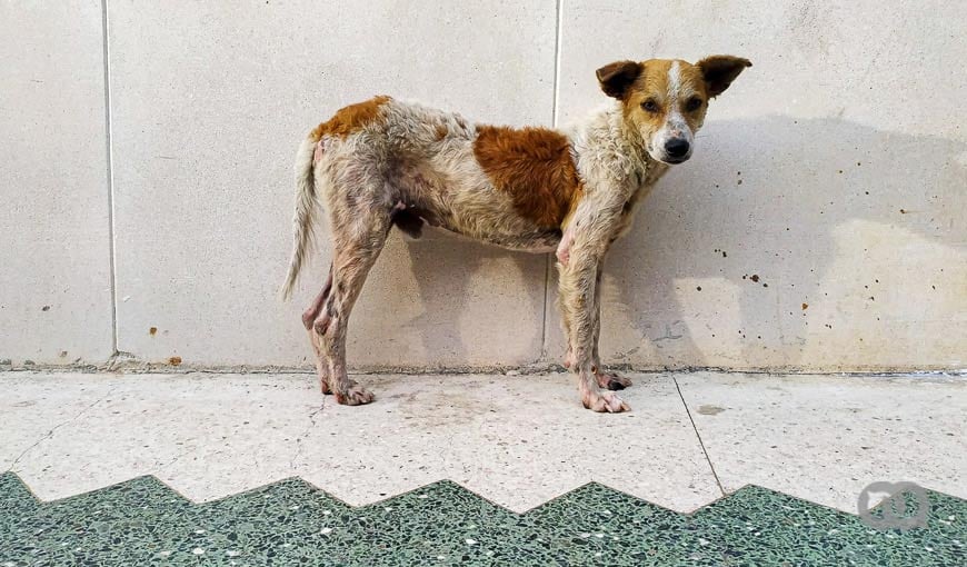 Perro callejero en Cuba, no existe en Cuba una Ley de bienestar animal