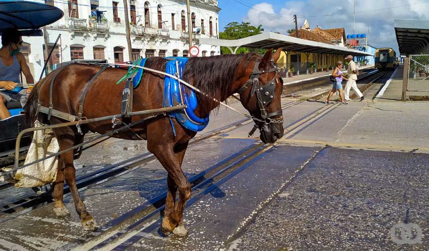 Política de bienestar animal en Cuba