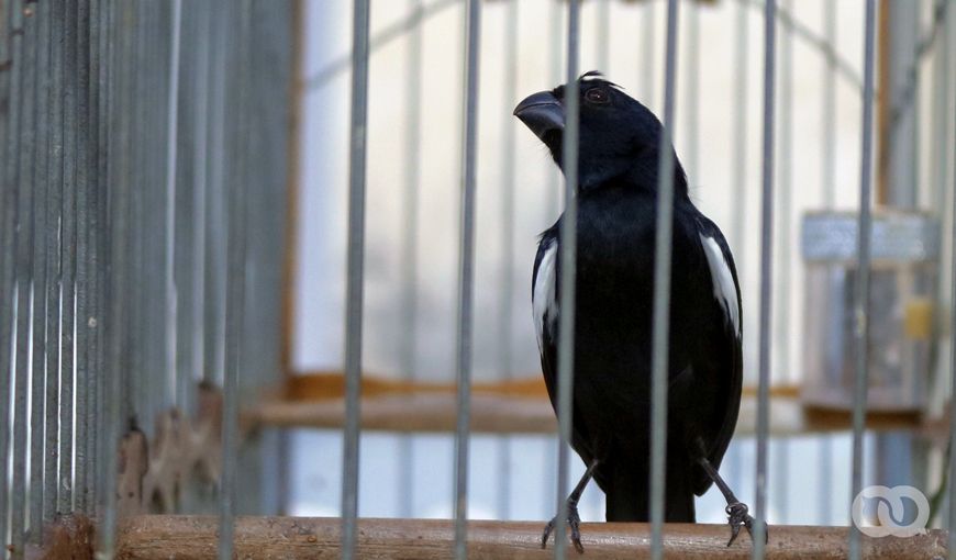 Concursos de aves cantoras: otro episodio de maltrato animal en Cuba