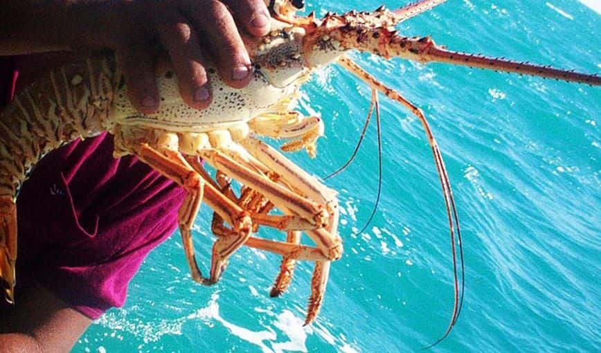 Pesca ilegal: entre el delito y la supervivencia