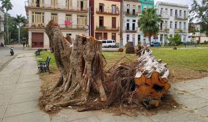 La Habana pierde su verde, ¿temporalmente?