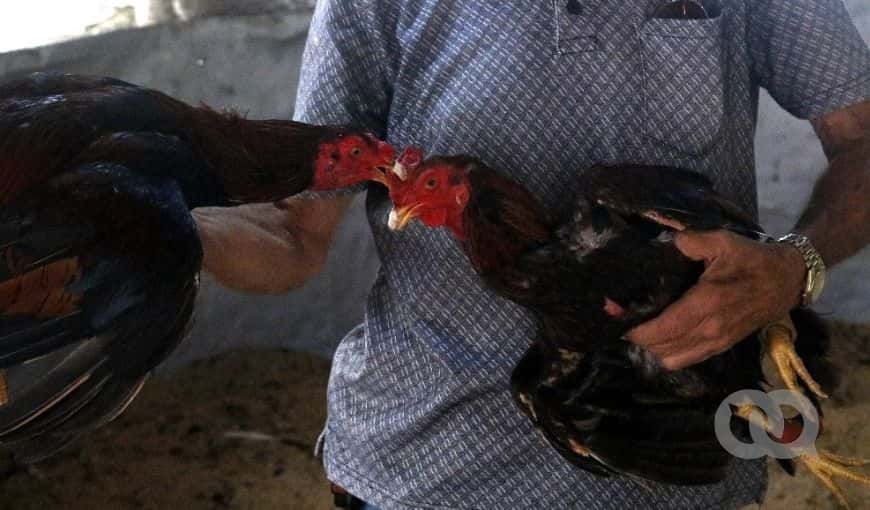 Gallos finos. Foto: Enrique Torres.