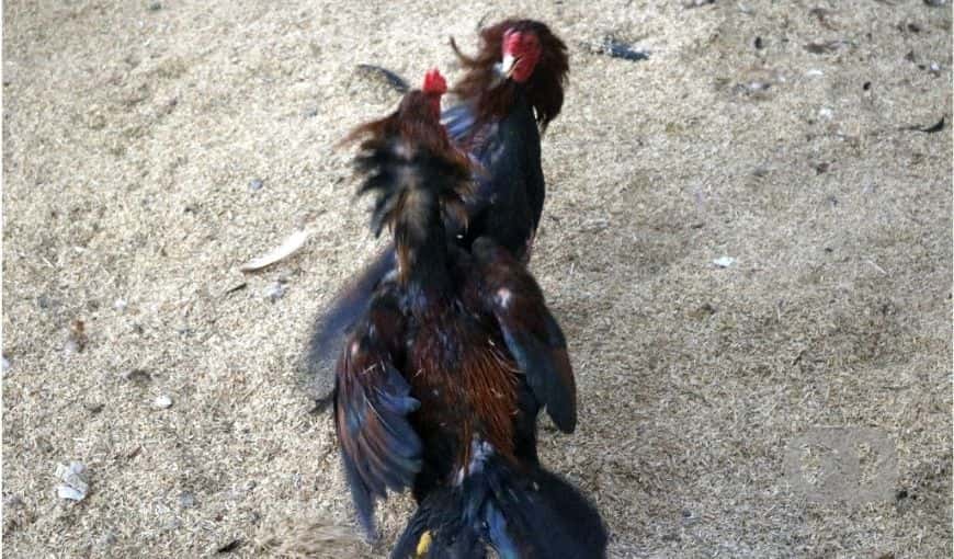 Una pelea gallos finos de entrenamiento en Cuba. Foto: Enrique Torres.