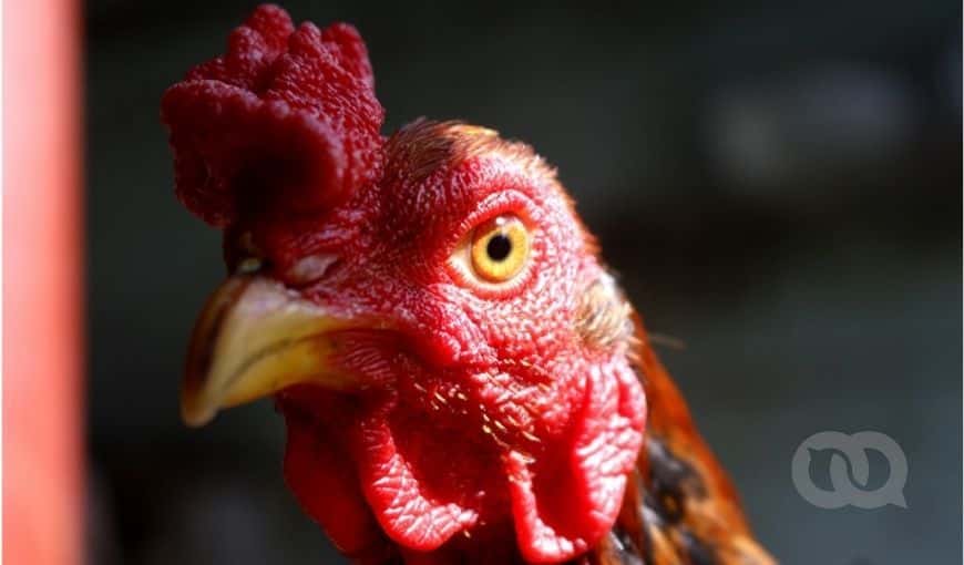 Gallo fino de pelea en Cuba. Foto: Enrique Torres.