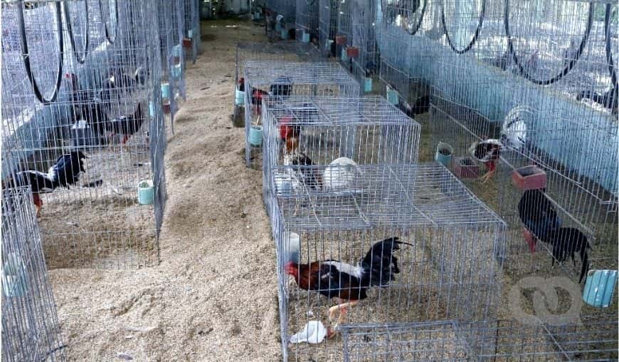 Gallos finos de pelea en jaulas en una gallería. Foto: Enrique Torres.