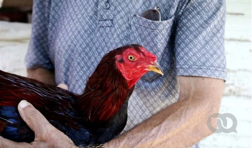 Gallo de pelea en manos de su entrenador en Cuba. Muchos dueños nombran a sus gallos de pelea. Foto: Enrique Torres.
