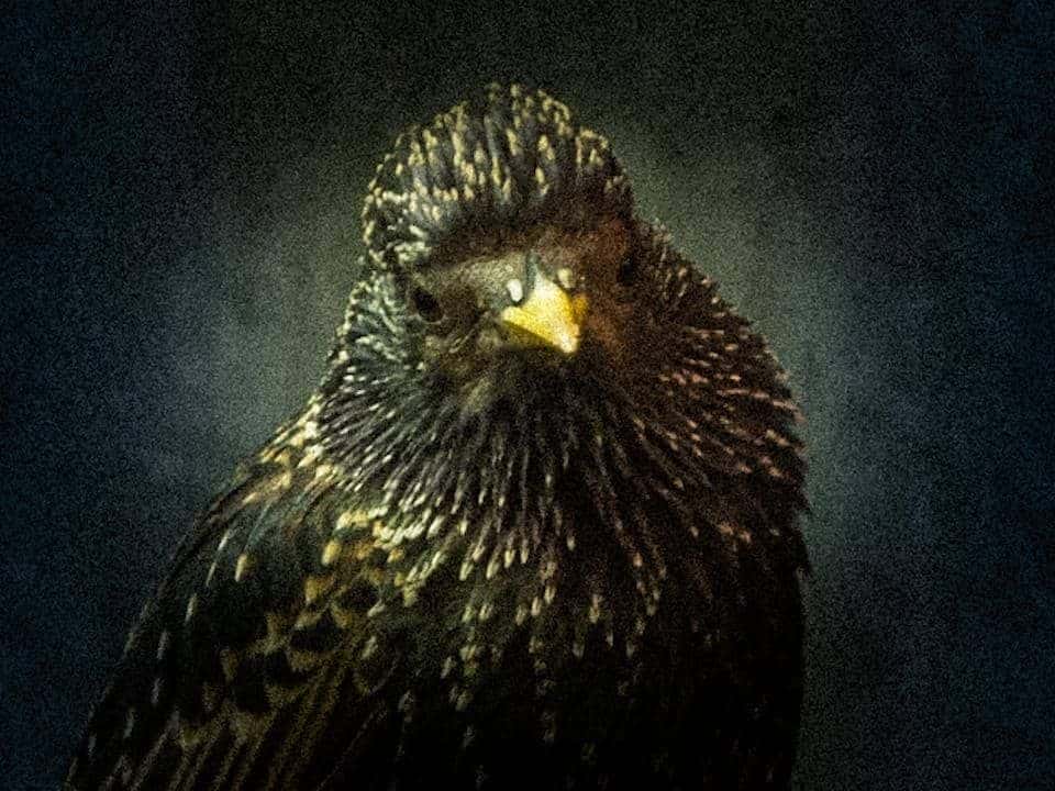 Foto: Carlos Melián Moreno