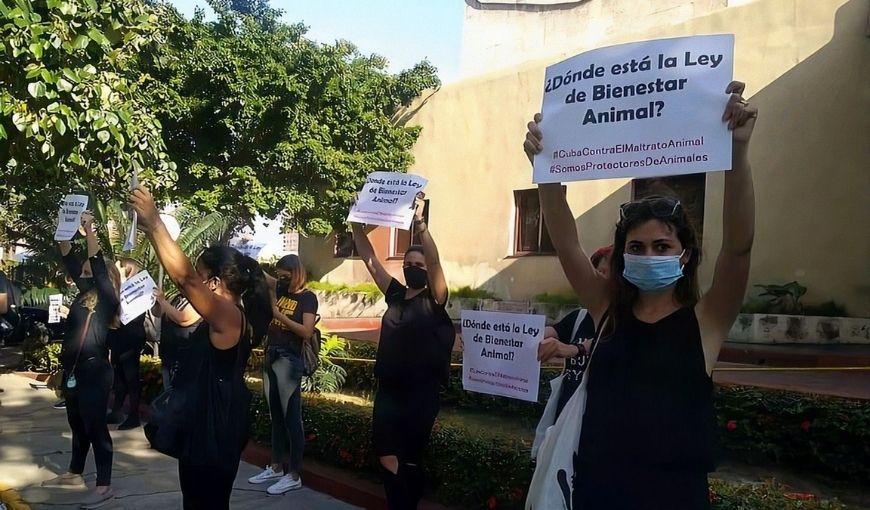 Así fue el diálogo entre los animalistas y el Ministerio de Agricultura de Cuba