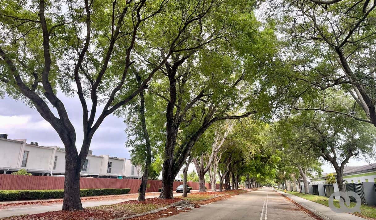 Árboles gratuitos en Miami: cómo obtener uno