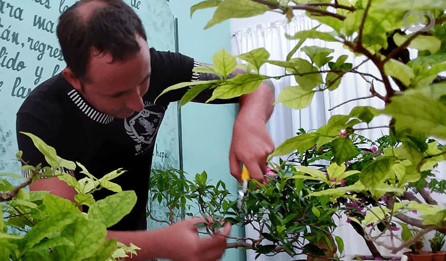 Cultivar y comercializar bonsáis en Cuba por cuenta propia