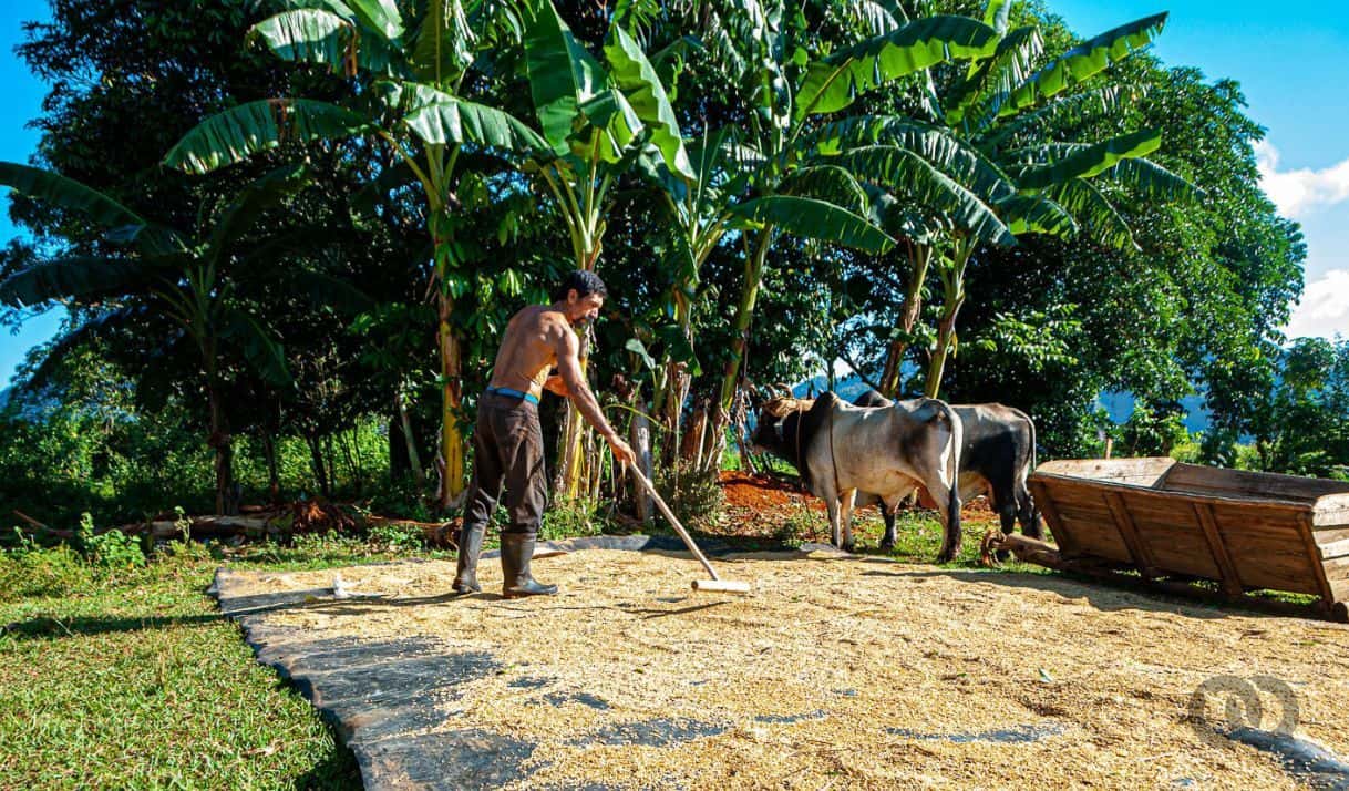 “The thieves are walking free, we know who they are, but the Police says they have to catch them slaughtering the stolen animals”. Photo: Sadiel Mederos.
