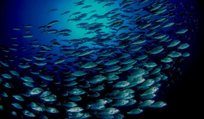 Como un cardumen de peces, los jóvenes cienastas cubanos. Foto: BlueWorldFoto