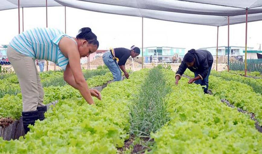 Cuba: Círculo de interés alimenta vocación hacia el campo