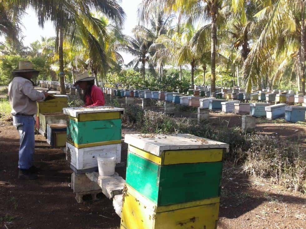 criadero de abejas reinas agroecologia