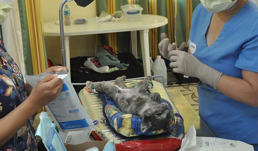 Esterilización: ¿solución o problema?
