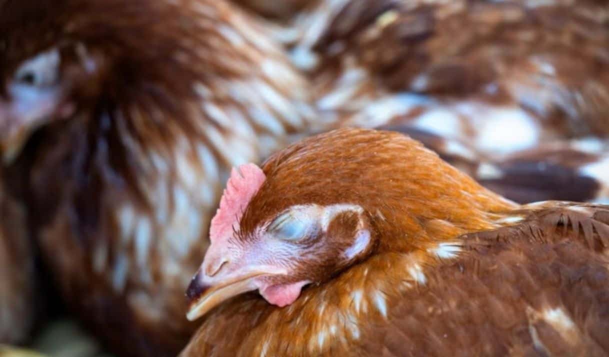 La gripe aviar se propaga principalmente a través del contacto directo con aves infectadas, ya sean aves de corral o aves silvestres. Foto referencial: Freepik.