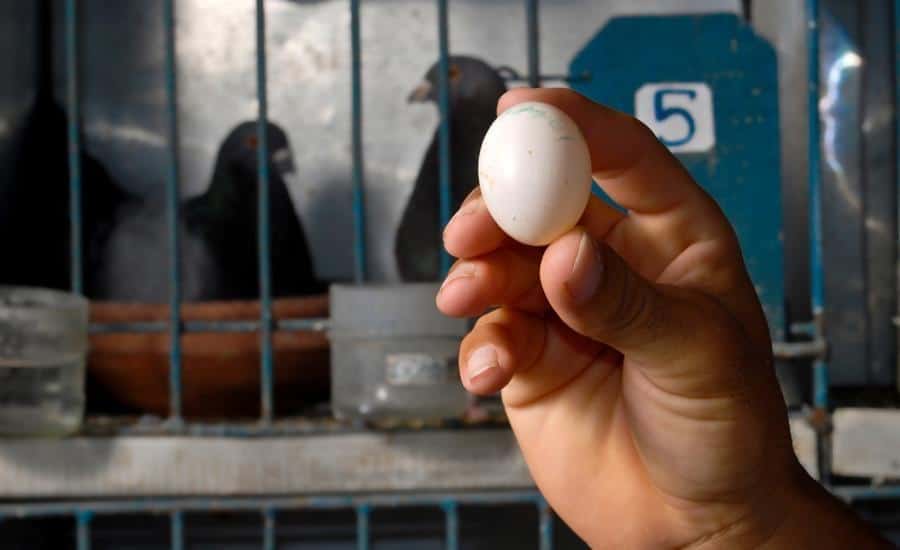 sociedades_clandestinas_de_palomas_en_cuba