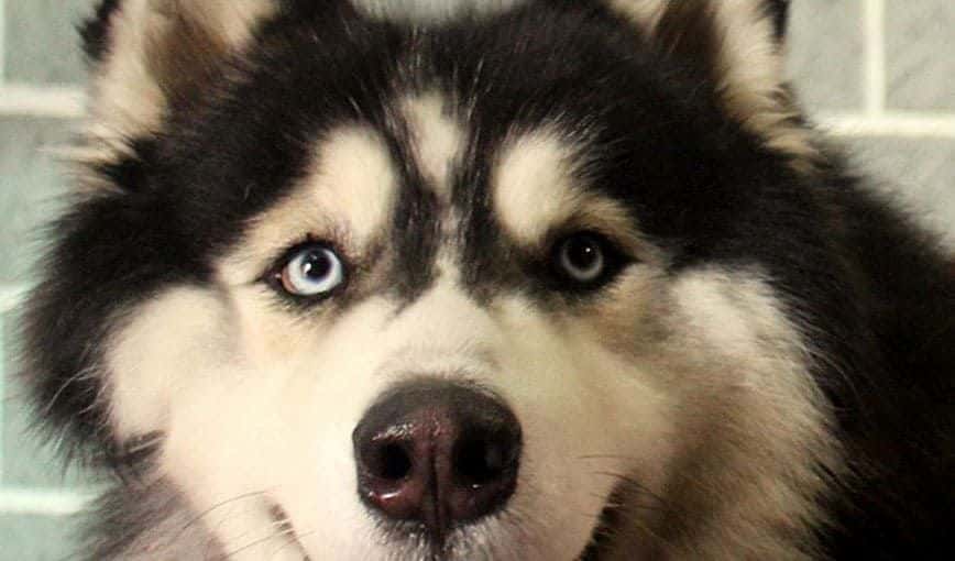 Husky siberiano. Foto del autor