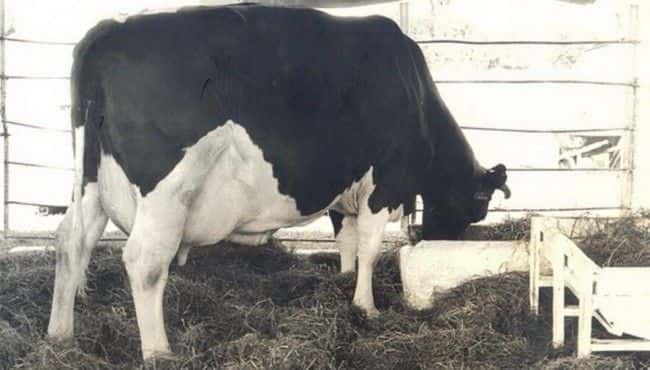 Ubre Blanca