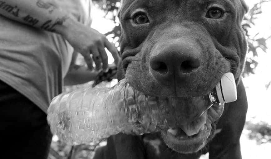 ¡Sacude perro!