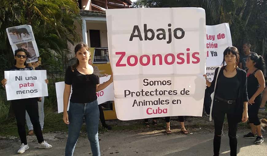 Cubanos denuncian incremento del maltrato animal en la Isla