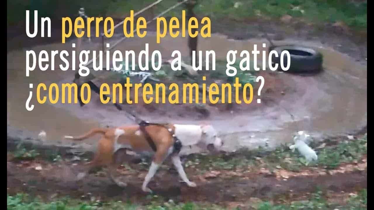 Maltrato animal en Cuba entrenamiento de perro de pelea con un gatico