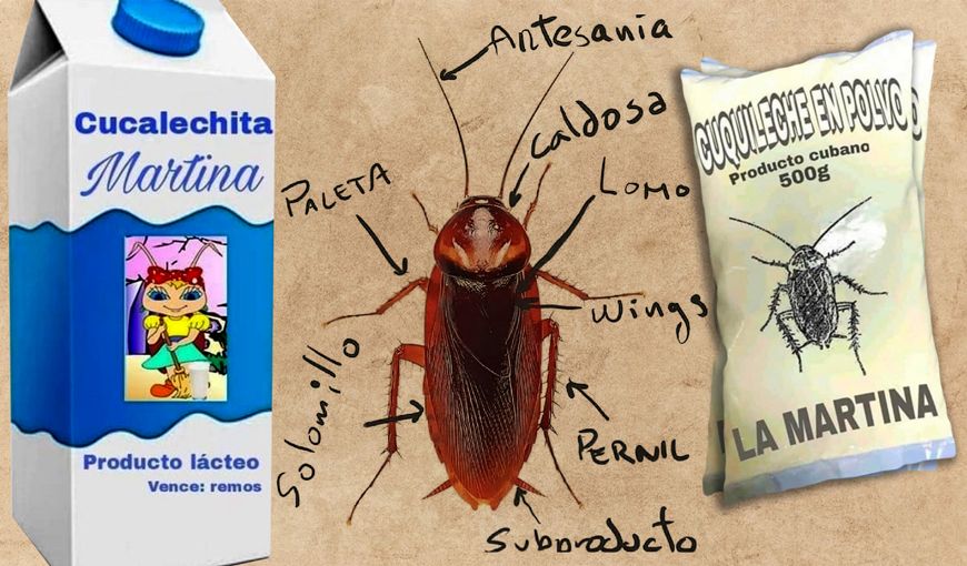 ¿Qué pasó en Cuba con la leche de cucaracha?