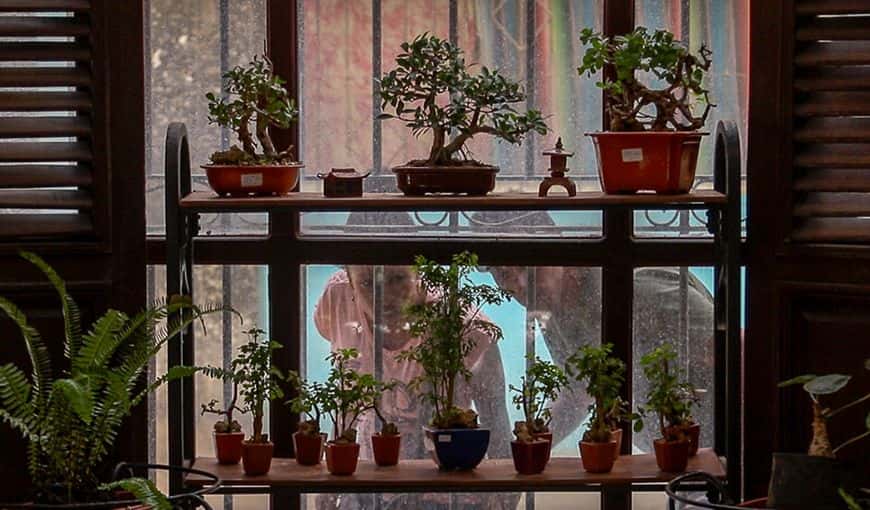 Oasis Nelva, located on Aguiar and Muralla streets, is a peace haven in the middle of Old Havana’s hustle and bustle. Photo: Ismario Rodriguez