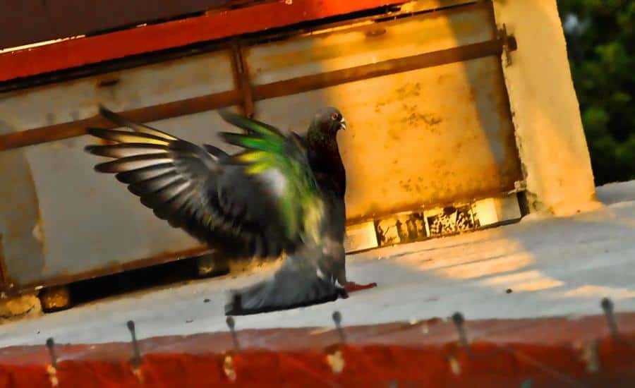sociedades_clandestinas_de_palomas_en_cuba