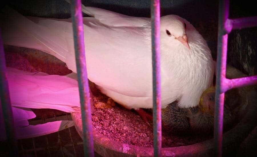 sociedades_clandestinas_de_palomas_en_cuba
