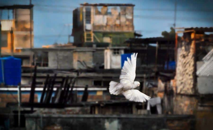 sociedades_clandestinas_de_palomas_en_cuba