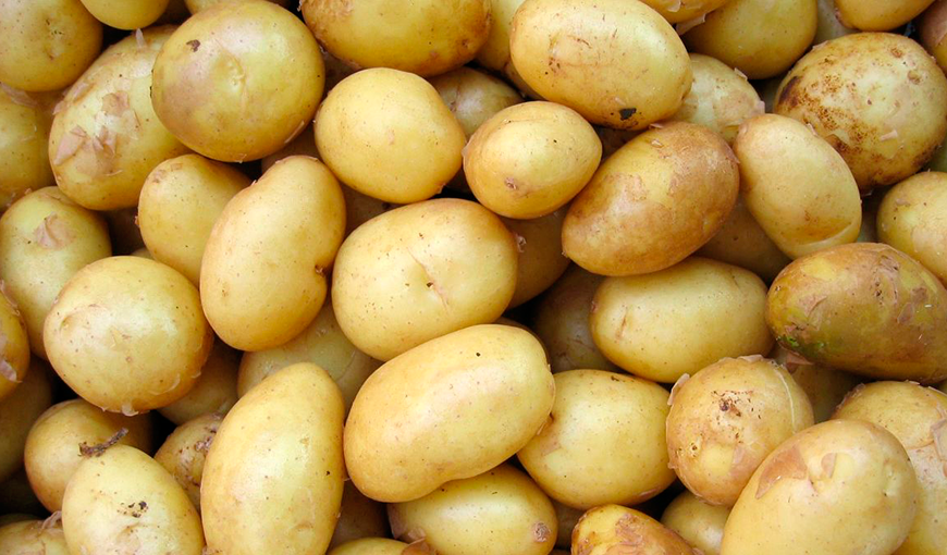Potatoes in Cuba: Short Term Availability for Some Provinces