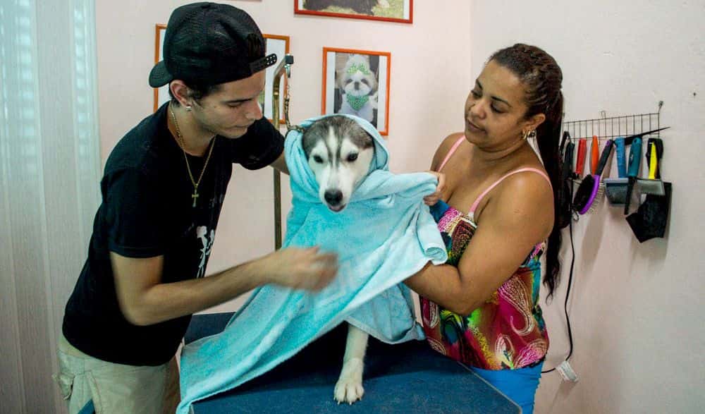 Crece el mercado de mascotas en Cuba