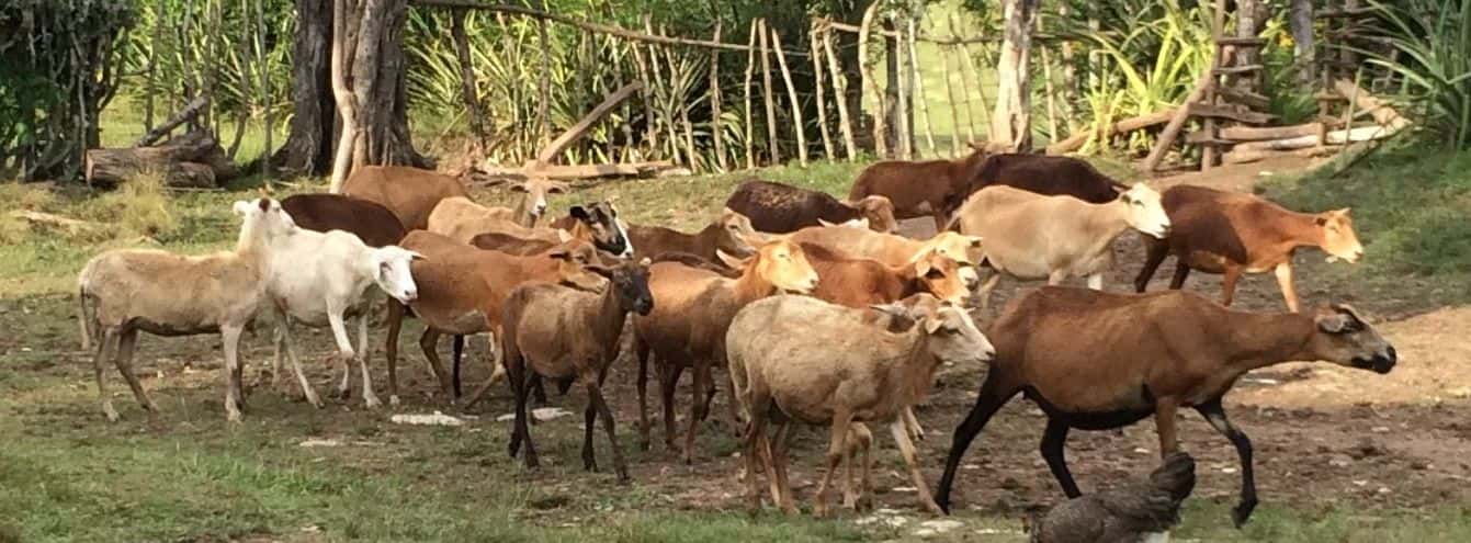 El programa de plantas proteicas en Cuba, explicado