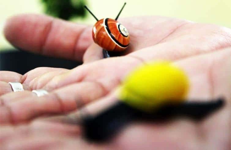 protegiendo_a_los_caracoles_“mágicos”