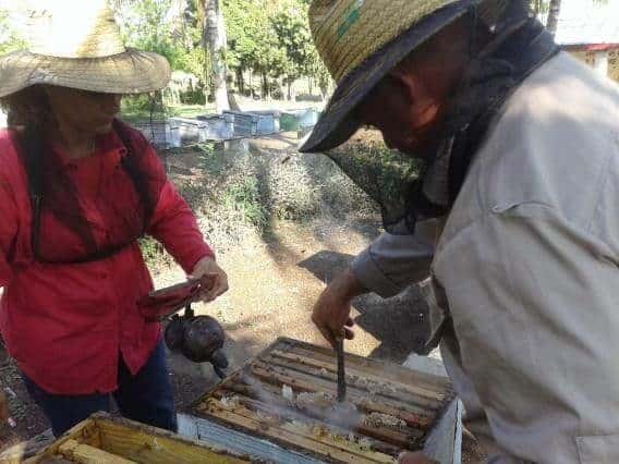 Sembrado de abejas reina. Foto José Jasán Nieves