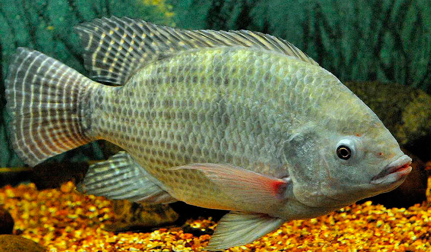 Tilapia que habita en aguas dulces cubanas. Imagen tomada de havana-live.com