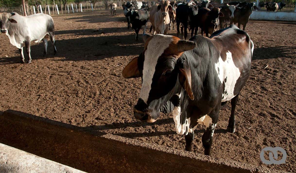 No hay ni habrá ganadería en Cuba 

