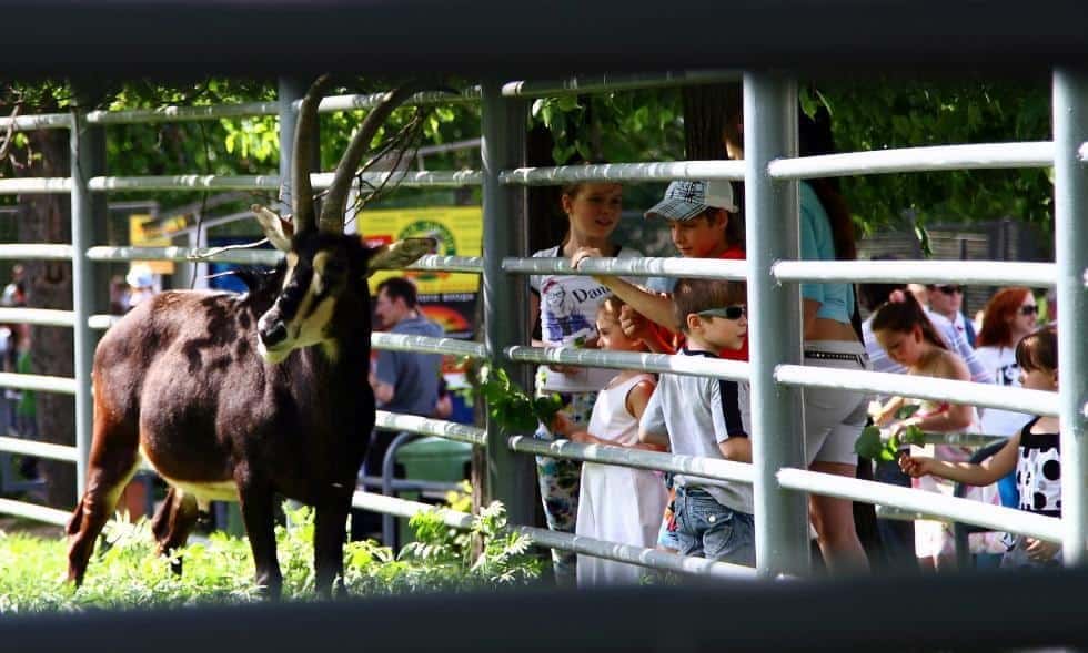 No me gustan los zoológicos