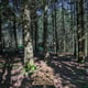 Preview of property Land At Bailey Mill Near Kielder Forest, Cumbria, TD9 0TR - 15